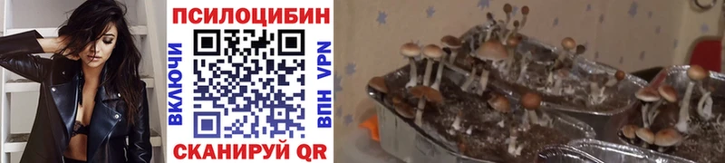 omg зеркало  Грозный  Псилоцибиновые грибы Psilocybine cubensis 